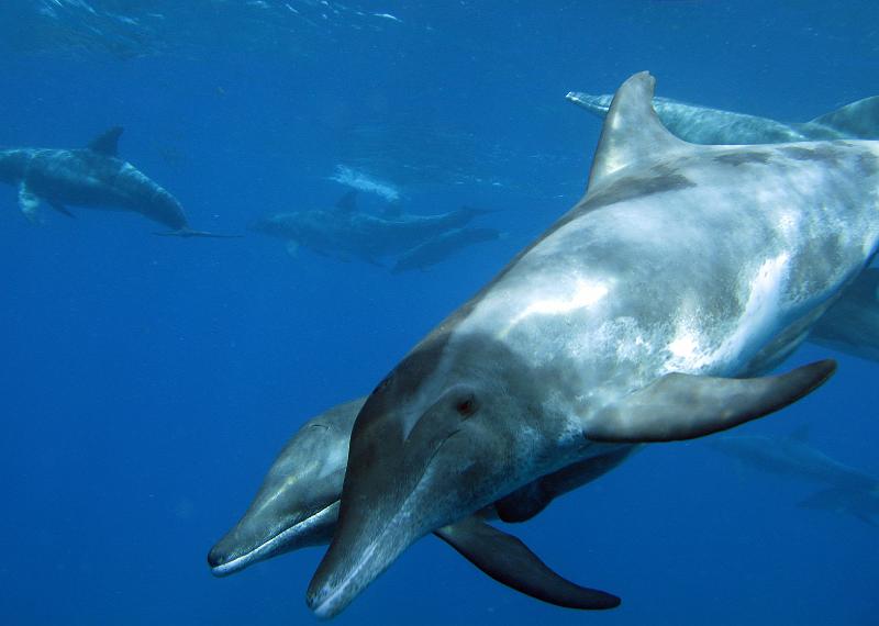 Petite terre_bouee 3 dauphins steno _31 oct2008_16.jpg